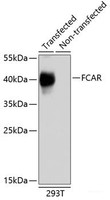 Western blot analysis of extracts of 293T cells using FCAR Polyclonal Antibody.