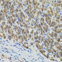 Immunohistochemistry of paraffin-embedded Mouse stomach using MARVELD2 Polyclonal Antibody