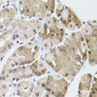 Immunohistochemistry of paraffin-embedded Human stomach using MARVELD2 Polyclonal Antibody