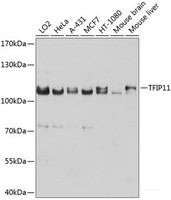 Western blot analysis of extracts of various cell lines using TFIP11 Polyclonal Antibody at dilution of 1:1000.