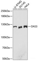 Western blot analysis of extracts of various cell lines using OAS3 Polyclonal Antibody at dilution of 1:3000.