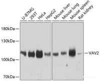 Western blot analysis of extracts of various cell lines using VAV2 Polyclonal Antibody at dilution of 1:3000.