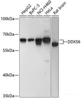 Western blot analysis of extracts of various cell lines using DDX56 Polyclonal Antibody at dilution of 1:3000.