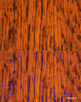 Immunofluorescence analysis of Rat heart using MYH6 Polyclonal Antibody at dilution of 1:100. Blue: DAPI for nuclear staining.