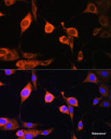 Immunofluorescence analysis of NIH/3T3 cells using ATP5D Polyclonal Antibody at dilution of 1:100. Blue: DAPI for nuclear staining.