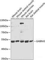 Western blot analysis of extracts of various cell lines using GABRA5 Polyclonal Antibody at dilution of 1:1000.