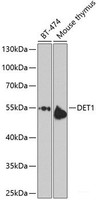 Western blot analysis of extracts of various cell lines using DET1 Polyclonal Antibody at dilution of 1:1000.
