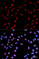 Immunofluorescence analysis of MCF-7 cells using Phospho-AKT (T450) Polyclonal Antibody