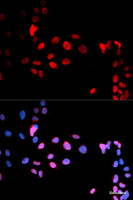 Immunofluorescence analysis of U2OS cells using Phospho-MAX (S11) Polyclonal Antibody