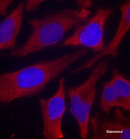 Immunofluorescence analysis of methanol-fixed HeLa cells using Phospho-SYN1 (S9) Polyclonal Antibody