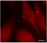 Immunofluorescence analysis of methanol-fixed HeLa cells using Phospho-ABL1 (Y412) Polyclonal Antibody