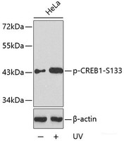 Western blot analysis of extracts from HeLa cells untreated or treated with UV using Phospho-CREB1 (S133) Polyclonal Antibody.