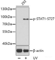 Western blot analysis of extracts from 293 cells using Phospho-STAT1 (S727) Polyclonal Antibody.