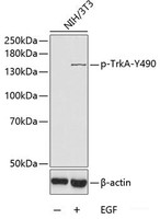 Western blot analysis of extracts of NIH3T3 cells using Phospho-TrkA (Y490) Polyclonal Antibody.
