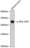 Western blot analysis of extracts of Mouse brain using Phospho-IRS1 (S307) Polyclonal Antibody at dilution of 1:500.