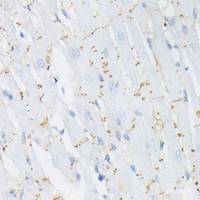 Immunohistochemistry of paraffin-embedded Rat heart using Phospho-GJA1 (S368) Polyclonal Antibody at dilution of 1:200 (40x lens) .