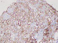 Immunohistochemistry of paraffin-embedded Human kidney using CST3 Polycloanl Antibody at dilution of 1:200