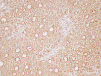 Immunohistochemistry of paraffin-embedded Rat kidney using PAIP1 Polycloanl Antibody at dilution of 1:200