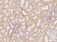 Immunohistochemistry of paraffin-embedded Human kidney using L1CAM Polycloanl Antibody at dilution of 1:300