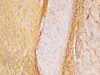 Immunohistochemistry of paraffin-embedded Rat brain using L1CAM Polycloanl Antibody at dilution of 1:300