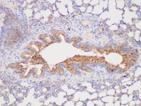 Immunohistochemistry of paraffin-embedded Rat lung using CHI3L1 Polycloanl Antibody at dilution of 1:300