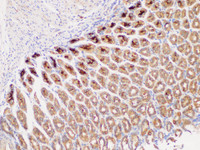 Immunohistochemistry of paraffin-embedded Mouse stomach using DMBT1 Polycloanl Antibody at dilution of 1:300