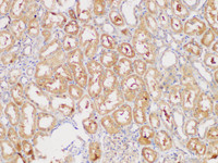 Immunohistochemistry of paraffin-embedded Human kidney using ECM1 Polycloanl Antibody at dilution of 1:300