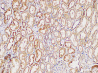 Immunohistochemistry of paraffin-embedded Human kidney using GPC1 Polycloanl Antibody at dilution of 1:300