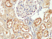 Immunohistochemistry of paraffin-embedded Rat kidney using Angiotensinogen Polycloanl Antibody at dilution of 1:200.