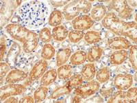 Immunohistochemistry of paraffin-embedded Mouse kidney using SDHB Polycloanl Antibody at dilution of 1:200.