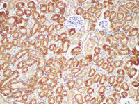 Immunohistochemistry of paraffin-embedded Mouse kidney using AMACR Polycloanl Antibody at dilution of 1:200.