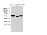 Western Blot analysis of 293T, HepG2 and U87-MG cells using TUBA1A Polyclonal Antibody at dilution of 1:1000.