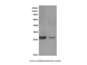 Western Blot analysis of Rat lung tissue using VEGFA Polyclonal Antibody at dilution of 1:600