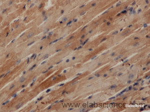 Immunohistochemistry of paraffin-embedded Mouse heart using HAMP Polyclonal Antibody at dilution of 1:50