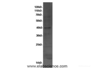 Western Blot analysis of Hela cells using PBK Polyclonal Antibody at dilution of 1:600