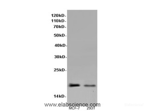 Western Blot analysis of MCF-7 and 293T cells using P21 Polyclonal Antibody at dilution of 1:600