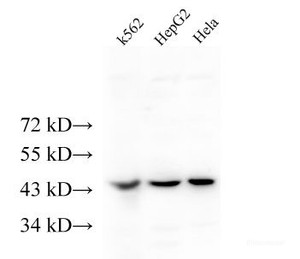 Western Blot analysis of K562, HepG2 and Hela cells using ERAL1 Polyclonal Antibody at dilution of 1:500