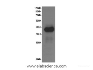 Western Blot analysis of Rat liver tissue using ARG1 Polyclonal Antibody at dilution of 1:600