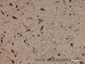 Immunohistochemistry of paraffin-embedded Rat brain using Lep Polyclonal Antibody at dilution of 1:50