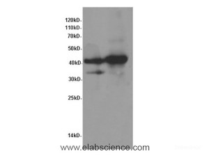 Western Blot analysis of Rat heart and Mouse heart tissue using TNNT2 Polyclonal Antibody at dilution of 1:600