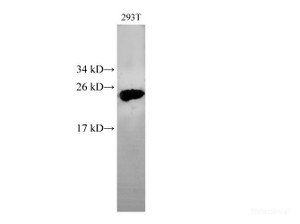 Western Blot analysis of 293T cells using HMGB2 Polyclonal Antibody at dilution of 1:500