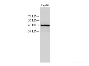 Western Blot analysis of HepG2 cell using CK-19 Polyclonal Antibody at dilution of 1:500