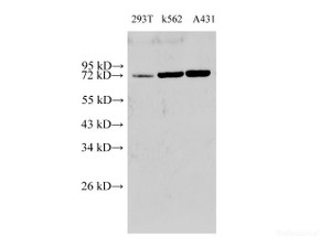 Western Blot analysis of 293T, k562 and A431 cells using HSP70 Polyclonal Antibody at dilution of 1:2000