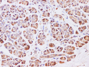Immunohistochemistry of paraffin-embedded Human pancreas using HSF27 Polyclonal Antibody at dilution of 1:200