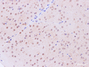 Immunohistochemistry of paraffin-embedded Mouse brain using Tinagl1 Polyclonal Antibody at dilution of 1:200