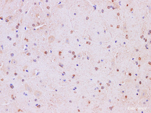 Immunohistochemistry of paraffin-embedded Mouse brain using Mark4 Polyclonal Antibody at dilution of 1:200