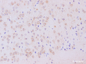 Immunohistochemistry of paraffin-embedded Mouse brain using gamma Tubulin Polyclonal Antibody at dilution of 1:200