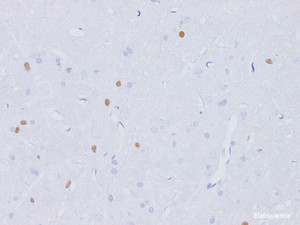 Immunohistochemistry of paraffin-embedded Rat brain using Fgf2 Polyclonal Antibody at dilution of 1:100