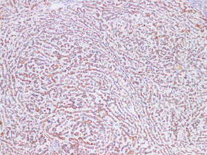 Immunohistochemistry of paraffin-embedded Rat liver using CD75 Polyclonl Antibody at dilution of 1:200 (100×) .
