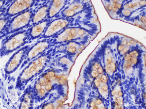 Immunohistochemistry of paraffin-embedded Mouse colon using Ceacam1 Polycloanl Antibody at dilution of 1:200